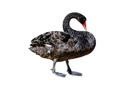 A side view of Black Swan or Cygnus Atratus, isolated on white background. The Black Swan is located on Perths Swan river shore in Western Australia.の写真素材