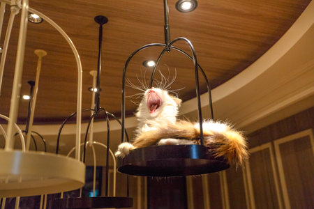 Tokyo, Japan - April 17, 2017: Turkish Angora cat lying down yawning inside of Cat Cafe Mocha in Shibuya District. The Japanese who go to the Cat Cafe decreases anxiety and stress.のeditorial素材