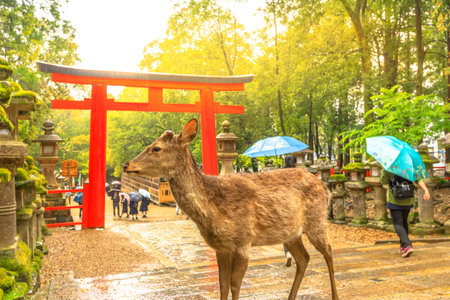 Wild deer in Nara Park at sunset light, Japan. Deer are symbol of Nara's greatest tourist attraction. On background, red Torii gate of Kasuga Taisha Shine one of the most popular temples in Nara City.のeditorial素材