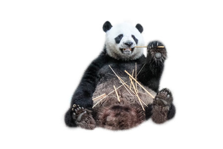 A funny Giant Panda eating bamboo shoots, isolated on white background. The Giant Panda, Ailuropoda...