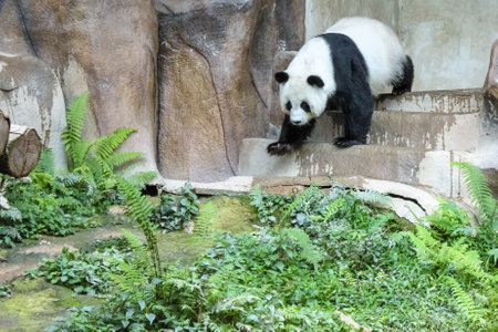 Chiang Mai, Thailand - July 23, 2011: Giant Panda, Ailuropoda melanoleuca, walking. Chiang Mai Zoo, the first and only zoo in Northern Thailand.のeditorial素材