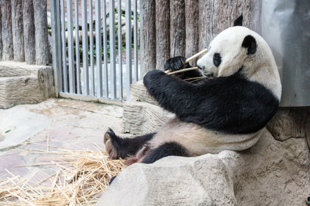 Chiang Mai, Thailand - July 23, 2011: close up of Giant Panda, Ailuropoda melanoleuca, eating bamboo in Chiang Mai Zoo, the first and only zoo in Northern Thailand. Side view.のeditorial素材