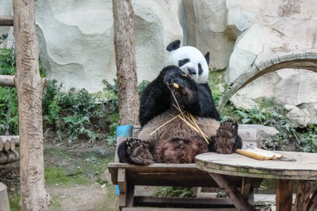 Chiang Mai, Thailand - July 23, 2011: Giant Panda, Ailuropoda melanoleuca, eating bamboo in Chiang Mai Zoo, the first and only zoo in Northern Thailand.のeditorial素材