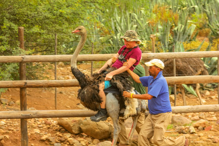 Oudtshoorn, South Africa - Jen 6, 2014: funny tourist enjoying Ostrich riding at Cango Ostrich Show Farm famous for riding of ostriches. Oudtshoorn in Western Cape is known for numerous ostrich farms.のeditorial素材