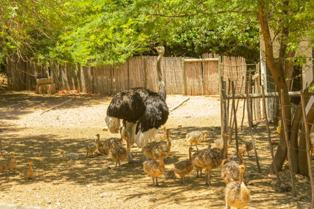 Oudtshoorn, South Africa - Dec 29, 2013: ostrich female with her kids in Cango Ostrich Farm, famous for riding of ostriches. Oudtshoorn in Western Cape is known for numerous ostrich farms.のeditorial素材