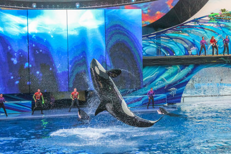Orlando, Florida, United States - April 22, 2012: the killer whale, performs at Seaworld. Seaworld is an animal theme park, oceanarium and to a marine park.のeditorial素材