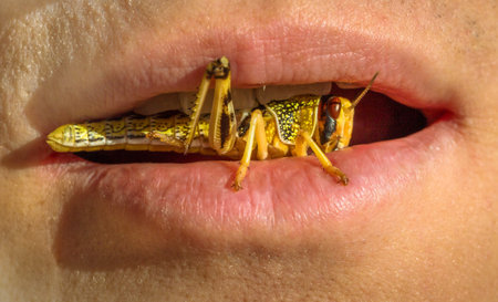 Macro close up of mouth eating a grasshopper insect. Concept of new alternative food style and...