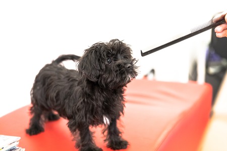 4 months old puppy Malkie dog, on a red sofa playing with a stick. Breed from Maltese and Yorkshire Terrier dogs. Isolated on white background.の写真素材