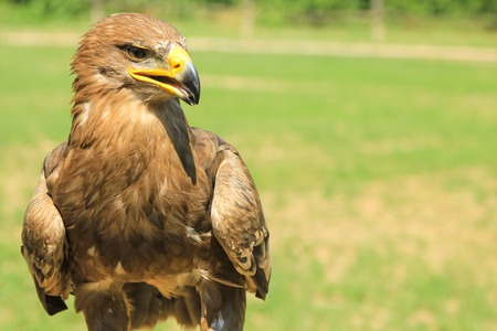 Portrait of Golden Eagle, Aquila chrysaetos, in the wilderness with green park background.の写真素材