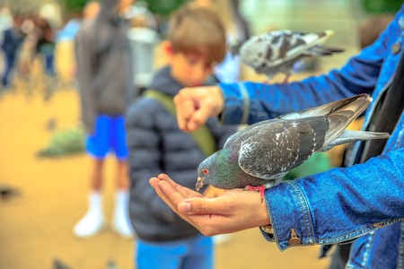 Closeup of pigeon eating from hand of a tourist in the square of popular French cathedral Notre Dame de Paris, France, Europe. Blurred background.の写真素材