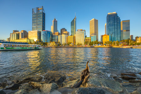 Perth, Australia - Jan 6, 2018: Australian darter from Elizabeth Quay looks a modern skyscrapers of Perth skyline at sunset. A ferry boat in the bay on Swan River in Western Australia.のeditorial素材