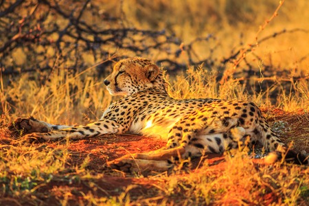 African cheetah species Acinonyx jubatus, family of felids, lying on red desert sand in Madikwe, South Africa. Sunset light.の写真素材
