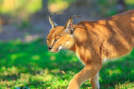 Closeup of Caracal, African lynx. Desert cat walking in green grass vegetation. Wild cat in nature, South Africa. Adult Caracal Caracal outdoor. Felis caracal in blurred background.の写真素材