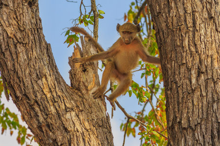 Female Chacma Baboon species Papio ursinus, jump into the branches of tree in nature forest. Cape...
