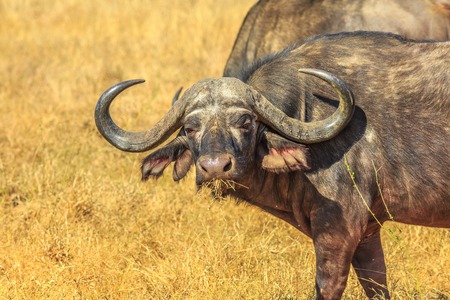Closeup of face of African buffalo, Syncerus caffer, in grassland nature, dry season. Kruger National Park in South Africa. The Cape buffalo is a large African bovine part of popular Big Five.の写真素材
