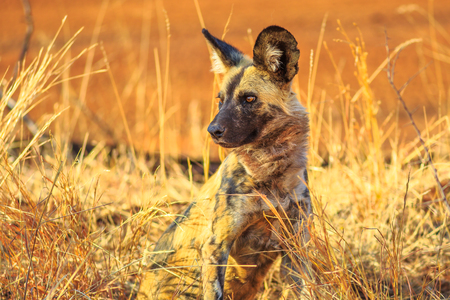 Small spotted hyena species Crocuta crocuta standing watchful in Kruger National Park, South Africa. Iena ridens or hyena maculata in nature grassland habitat. Dry season.の写真素材
