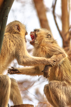 Two angry Vervet Monkeys with an open mouth fight for leadership. The African monkey, Chlorocebus pygerythrus, is of the family Cercopithecidae. Kruger National Park, South Africa.の写真素材
