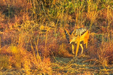 The Black-Backed Jackal walking on the bushland of Pilanesberg National Park, South Africa at sunset light. The African Jackal,Canis mesomelas, is a canid.の写真素材