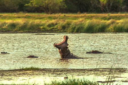 Very angry male with open mouth of Cape hippopotamus or South African hippopotamus in St Lucia Estuary, iSimangaliso Wetland Park, South Africa. The Hippo is a most dangerous mammal in Africa.の写真素材