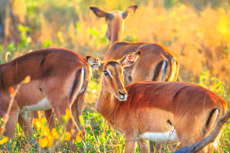 Female of Springboks, Antidorcas marsupialis, in nature grassland habitat. UMkhuze Game Reserve in South Africa.The springbok is a medium-sized antelope.の写真素材