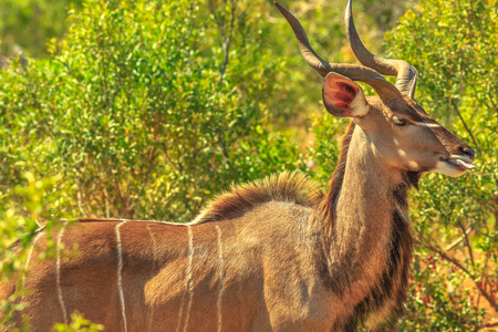 Male Greater kudu, a species of antelope in the bushland, Kruger National Park, South Africa. Closeup of side view. Game drive safari.の写真素材
