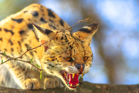 Closeup of Serval very angry on a tree in nature habitat. The scientific name is Leptailurus serval....