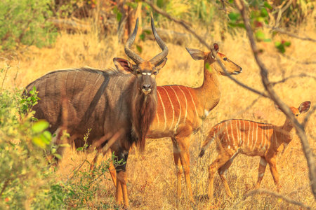 The Greater kudu, a species of antelope in the bushland, dry season, in Kruger National Park, South Africa. Family of Kudus standing: male, female and baby. Side view at sunset light.の写真素材