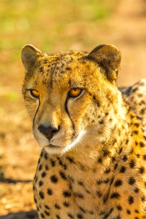 Closeup of cheetah species Acinonyx jubatus, family of felids, resting. African cheetah on blurred background in savannah habitat, South Africa.の写真素材