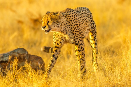 Adult cheetah standing in attack position in the savannah in dry season. Acinonyx jubatus, family of felids, Madikwe, South Africa.の写真素材