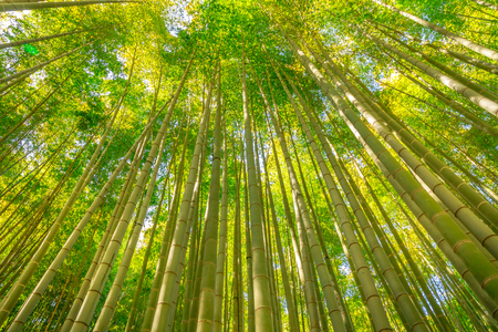 Green forest e of bamboo of Take-dera  Temple in Kamakura town of Japan. Sun lit bamboo grove background for meditative concept. Bottom view of giant bamboo garden of Hokoku-ji Temple in Kamakura,の写真素材
