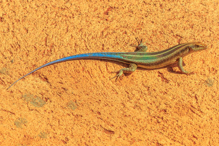 Blue-tailed Sandveld lizard ,Nucras caesicaudata, African lizard in South Africa, living in dry,...