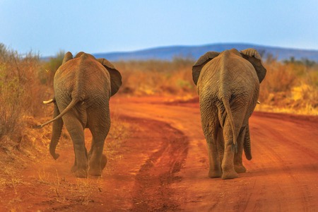 Two adult Elephants, Loxdonta Africana, walking on red sand. Back view. Safari game drive in Madikwe Reserve, South Africa, near Botswana and Kalahari Desert. The African Elephant is part of Big Five.の写真素材