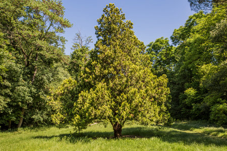 white fir tree in summer in an urban park of Casalecchio town. Parco della Chiusa park or Talon in...