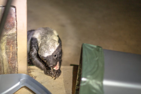 Honey badger eating food from a dustbin of a park in South Africa. Omnivorous predator, rare to see...