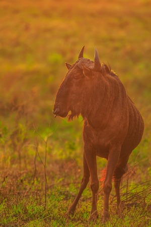 Calf of Wildebeest, Connochaetes Gnou, standing in savannah with sunset light, iSimangaliso Wetland Park in St Lucia, South Africa. The Gnu is a genus of antelopes of the family Bovidae. Vertical shotの写真素材