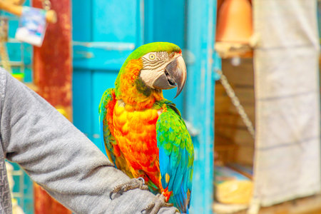 A colorful parrot standing on an arm at Bird Souq inside Souq Waqif, the old market tourist attraction in Doha center, Qatar, Middle East, Arabian Peninsula.の写真素材