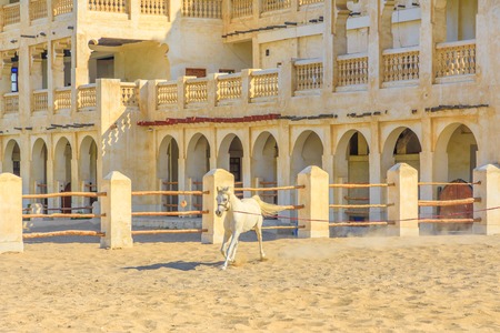 Purebred white Arabian horse runs in a paddock in Doha center. The traditional stables are part of old Souq Waqif market area. Qatar, Middle East, Arabian Peninsula in Persian Gulf.の写真素材