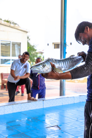Al Khor, Qatar - February 23, 2019: fisherman holding big fish at fish auction in Al Khor fish market, Al Khor near Doha in Qatar, Middle East, Arabian Peninsula. Vertical shot.のeditorial素材