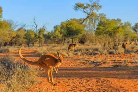 Red kangaroo, Macropus rufus, jumping over red sand of outback central Australia in the wilderness....