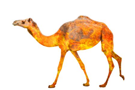 Composition about camel wildlife in the Australian bushfires in 2020. Standing camel or dromedary with fire isolated on white background.の写真素材