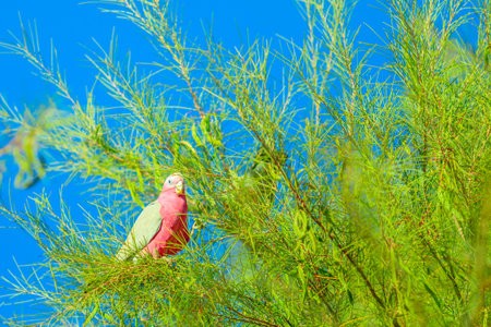 Australian Princess Parrot Polytelis alexandrae standing on a tree branch against the blue sky....