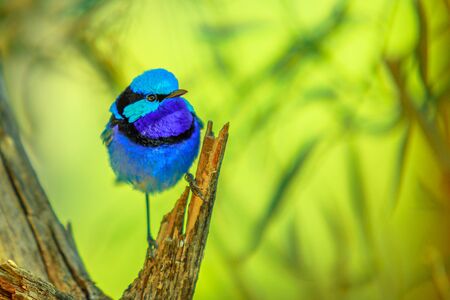 One variegated fairy wren, Malurus lamberti, lives in Australia, on a tree with blurred nature background. Desert Park at Alice Springs, MacDonnell Ranges in Northern Territory, Australia.の写真素材