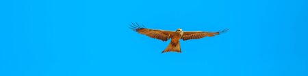 Banner panorama of whistling kite, Haliastur sphenurus, with gingery-brown feathers flies against the blue sky. Desert Park at Alice Springs in Northern Territory, Central Australia. Copy space.の写真素材