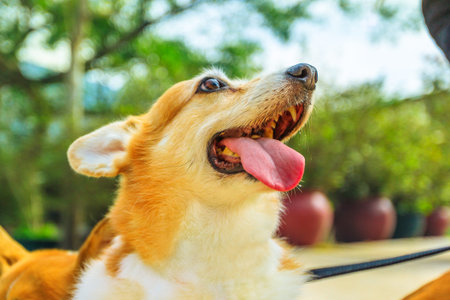 Happy Welsh Corgi Pembroke dog with sticking out tongue isolated on park background.の写真素材