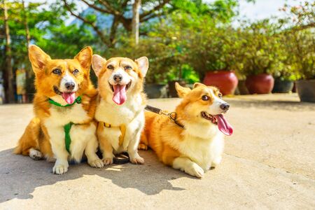 Three happy Welsh Corgi Pembroke dogs with sticking out tongue isolated on defocused park background.の写真素材