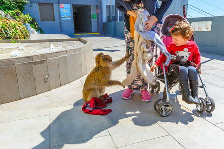 Gibraltar, United Kingdom - April 24, 2016: the wild monkeys in Upper Rock Nature Reserve, stealing food and clothes from tourists and children. Gibraltar Rock terrace.のeditorial素材