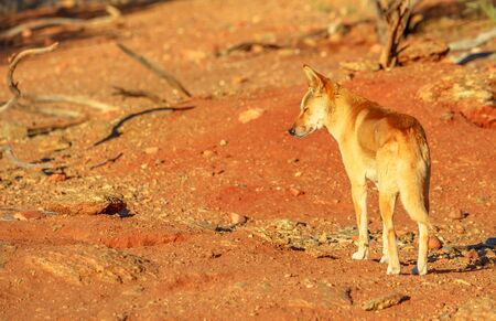 Back view of dingo, Canis dingo, Canis dingo, a wild dog that is found in Australia, on the red sand of Australian outback. Desert Park at Alice Springs in Northern Territory, Central Australia.の写真素材