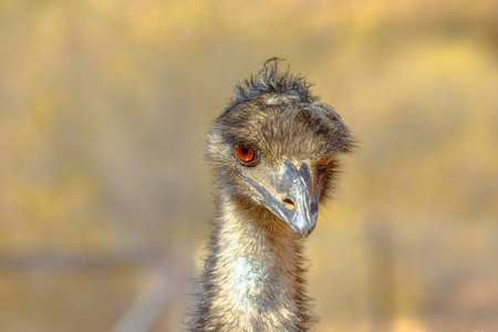 Front view of details of Emu, Dromaius novaehollandiae, cultural icon of Australia. The bird...