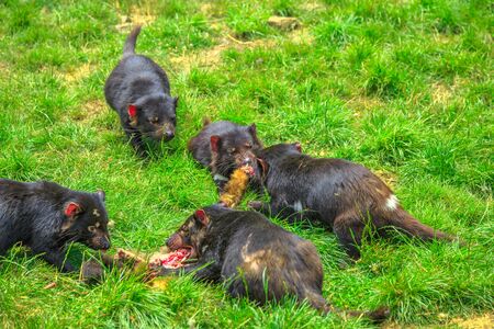 Tasmanian devils, Sarcophilus harrisii, hunting prey in Tasmania on grass. Tasmanian devils is a Australian marsupials and icon of Tasmania.の写真素材