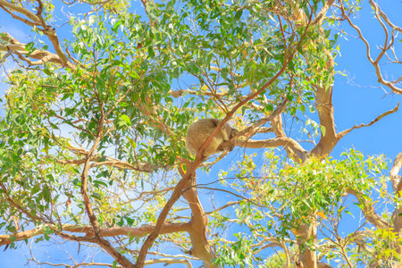 A koala, Phascolarctos cinereus, sleeping on a branch of eucalyptus on Lighthouse Road in Great...